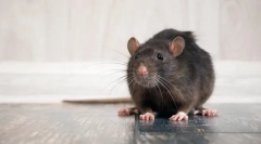 Accident vascular cerebral: simptome și tratament